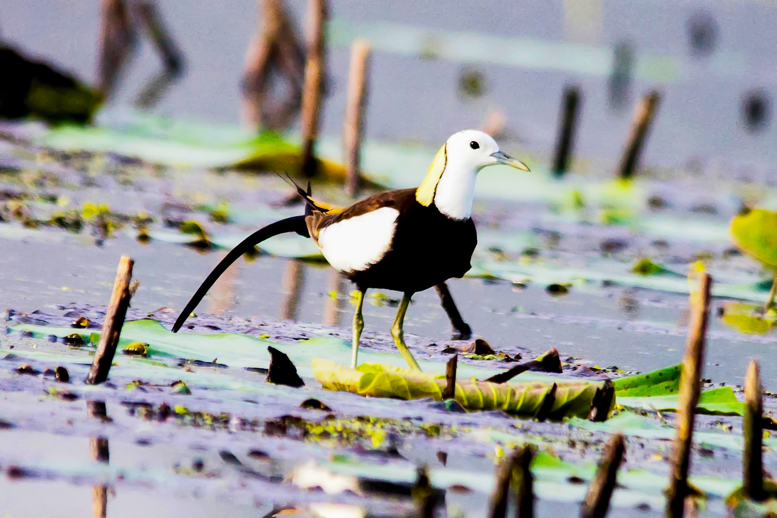 Bkhira Nature & Bird Festival 2026